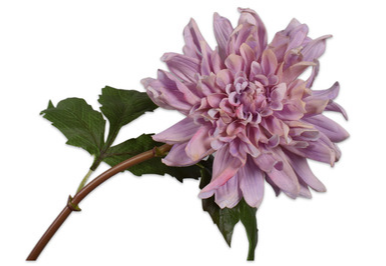 Dahlia Stem Prp Lt