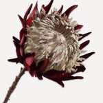 Artichoke Stem Purple