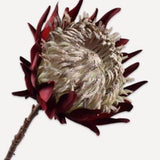 Artichoke Stem Purple
