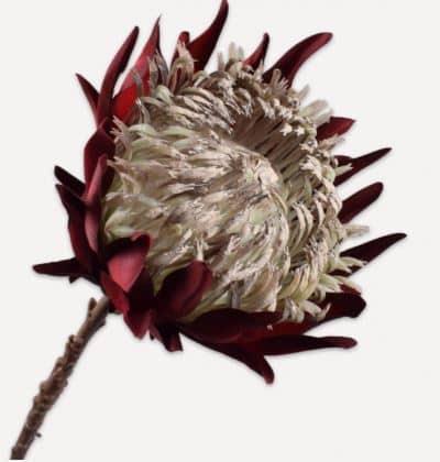 Artichoke Stem Purple