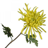 Chrysant Stem Green