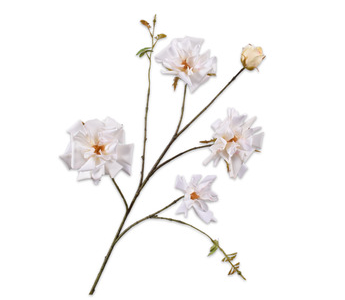 Rose Spray Cream