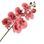 Phalaenopsis Stem Orange