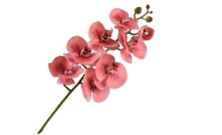 Phalaenopsis Stem Orange