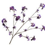 Blossom Spray Gold/Purple
