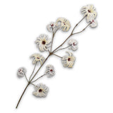 Clematis Spray Cream