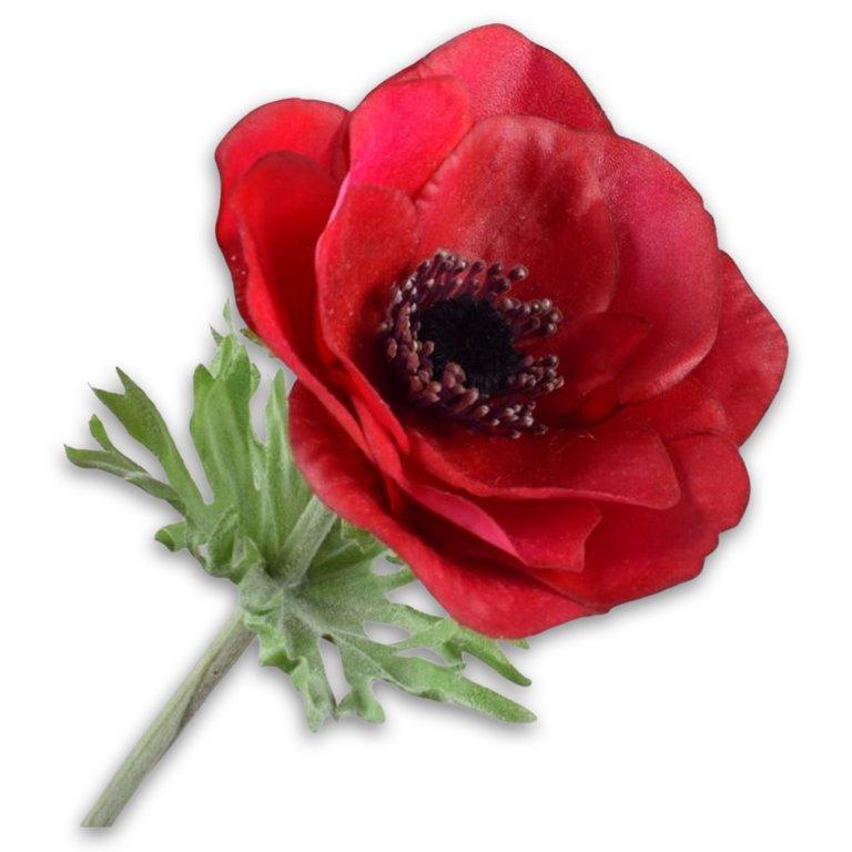 Anemone Stem Beauty Rt