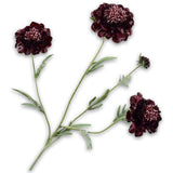 Scabiosa Spray Purple Rt