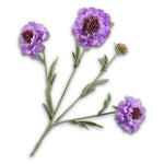 Scabiosa Spray Lavend Rt