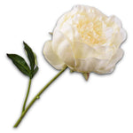 Peony Stem Yll Lt Rt