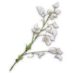 Delphinium Spray Cream