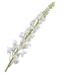 Delphinium Stem Cream