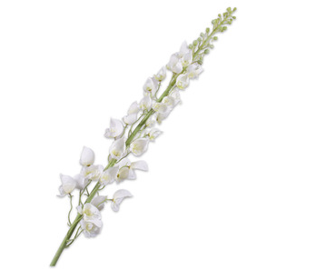 Delphinium Stem Cream