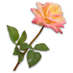 Rose Stem Peach