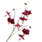 Hibiscus Spray By/Pnk