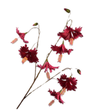 Hibiscus Spray By/Pnk