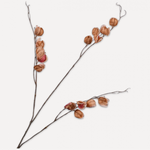 Physalis Spray Brn Lt