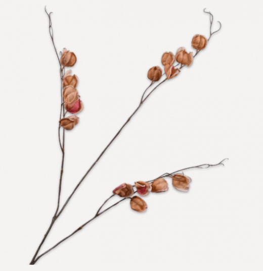 Physalis Spray Brn Lt