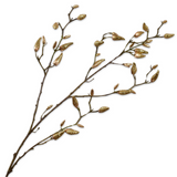 Magnolia Ramifiae Or