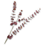 Eucalyptus Branched Bordeaux