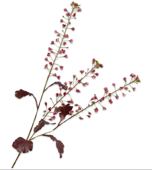 Primula Branched Pink