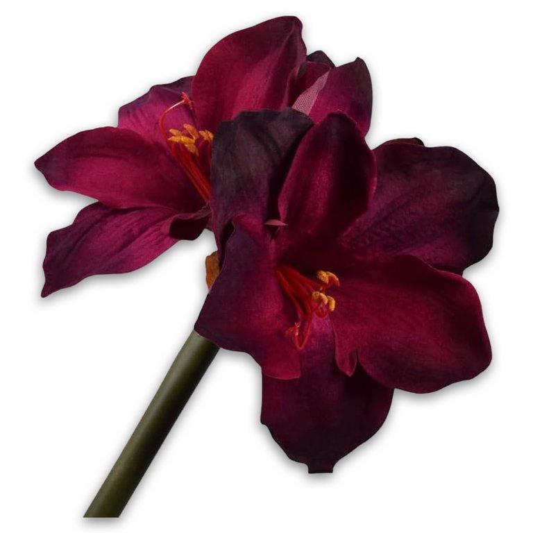 Amaryllis Pedoncle Bor Fo