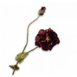 Branched Poppy Bordeaux Rt