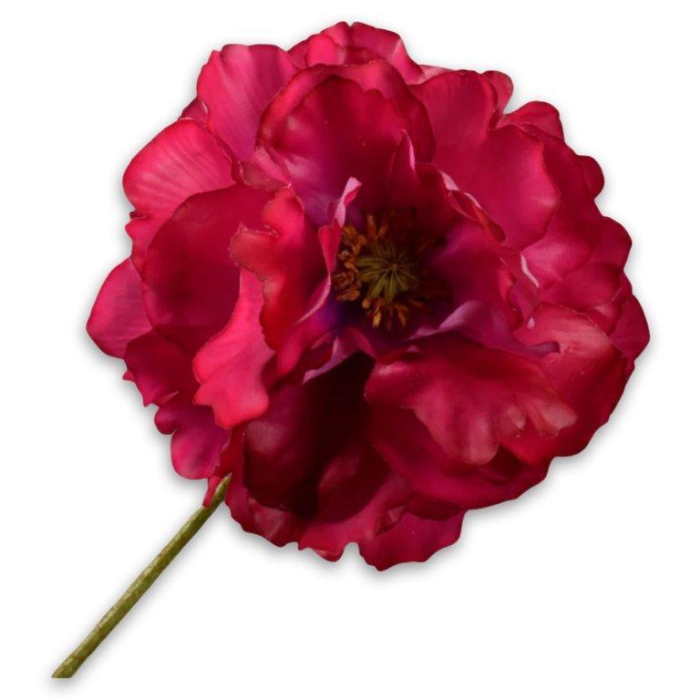 Poppy Stem Beauty Rt