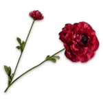 Ranunculus Spray Beauty Rt