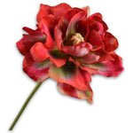 Tulipe Pandoncule Rou/Ver