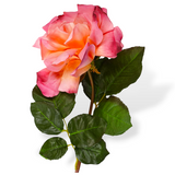 Rose Doncule Mauve Rt