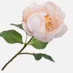 Peony Peach Stem