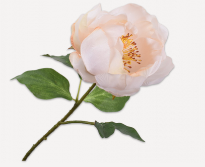 Peony Peach Stem