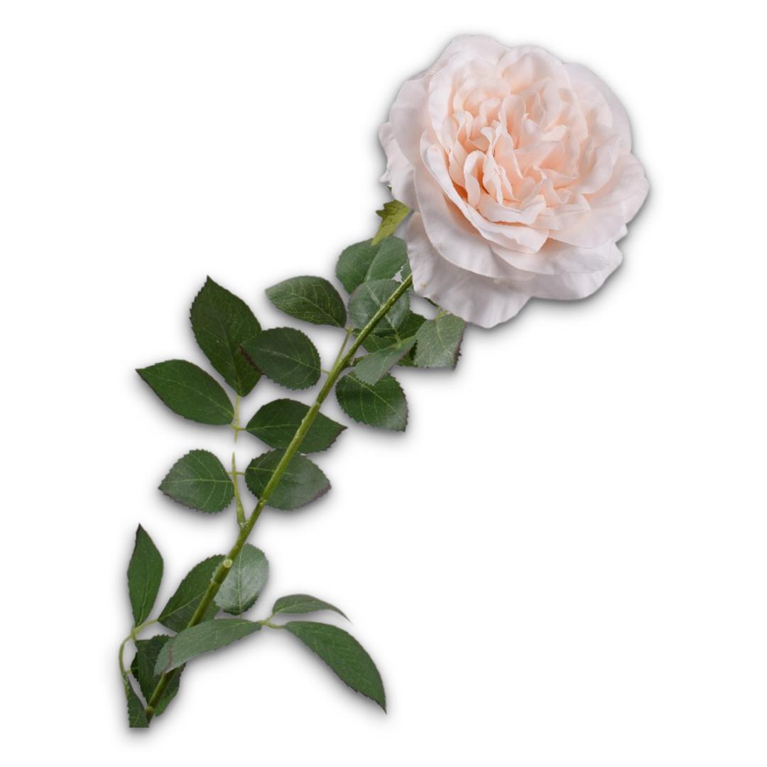 Rose Pedoncle Peach Rt