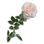 Rose Pedoncle Peach Rt