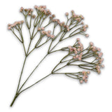 Gypsophila Ramifi Rosa Lu