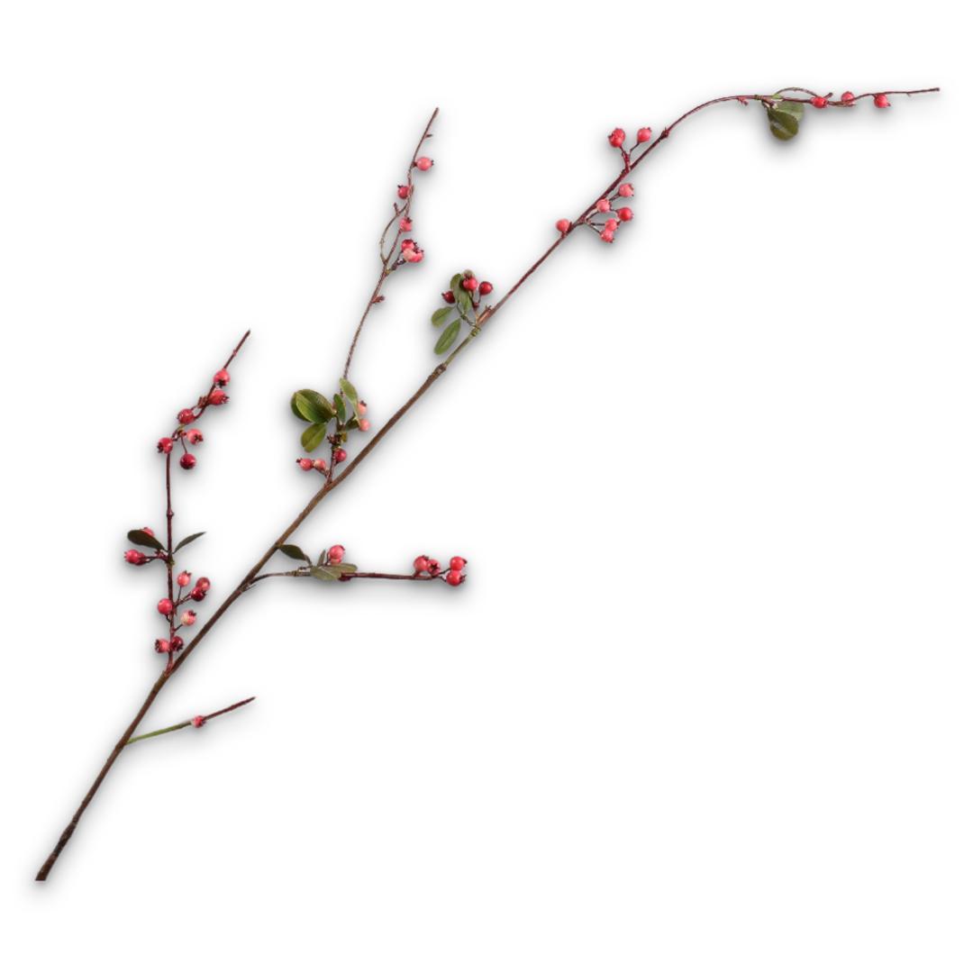 Berry Branch Ros/Red