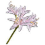 Nerine Pedoncle Rosa Lu
