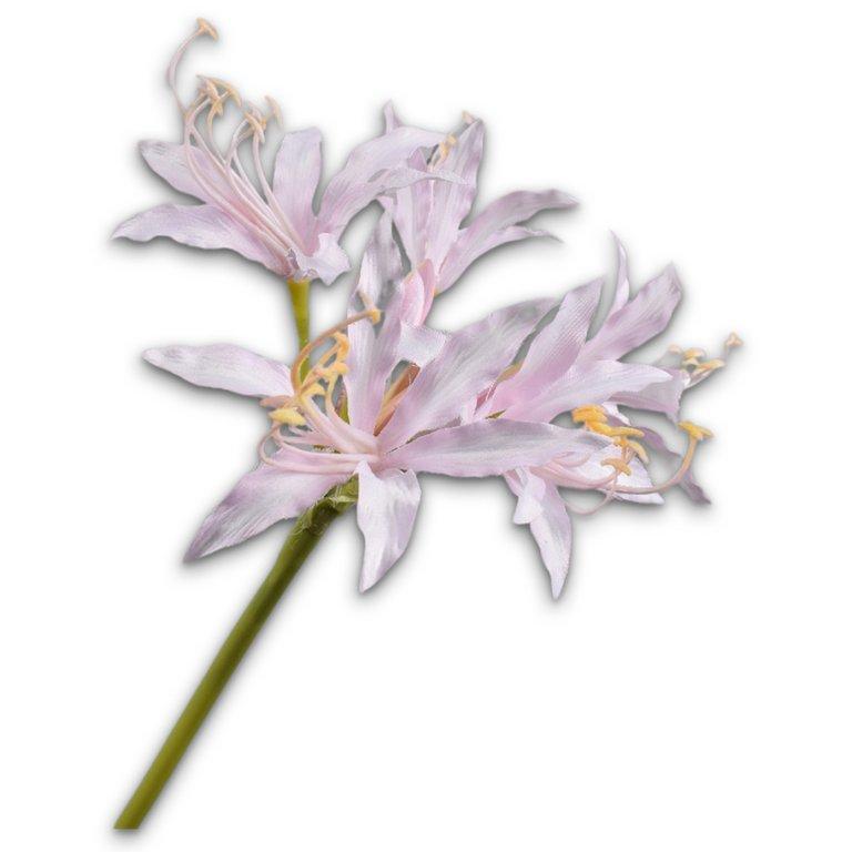 Nerine Pedoncle Rosa Lu