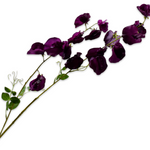Lathyrus Ramifiãƒâ€°E Vio Fo Rt