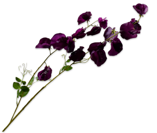 Lathyrus Ramifiãƒâ€°E Vio Fo Rt