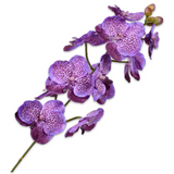Orcid Peduncule Vio Fo