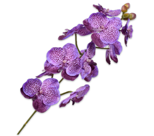 Orcid Peduncule Vio Fo