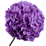 Hydrangea Peduncle Lavender