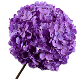 Hydrangea Peduncle Lavender