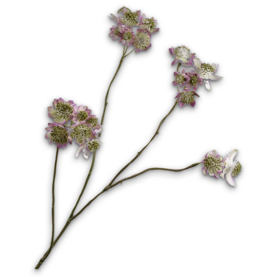 Astrantia Spray Mauve