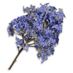 Hydrangea Stem Blue