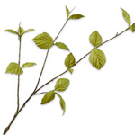 Leaf Spray Green-85Cm