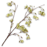 Elaeocarpus Spray Green