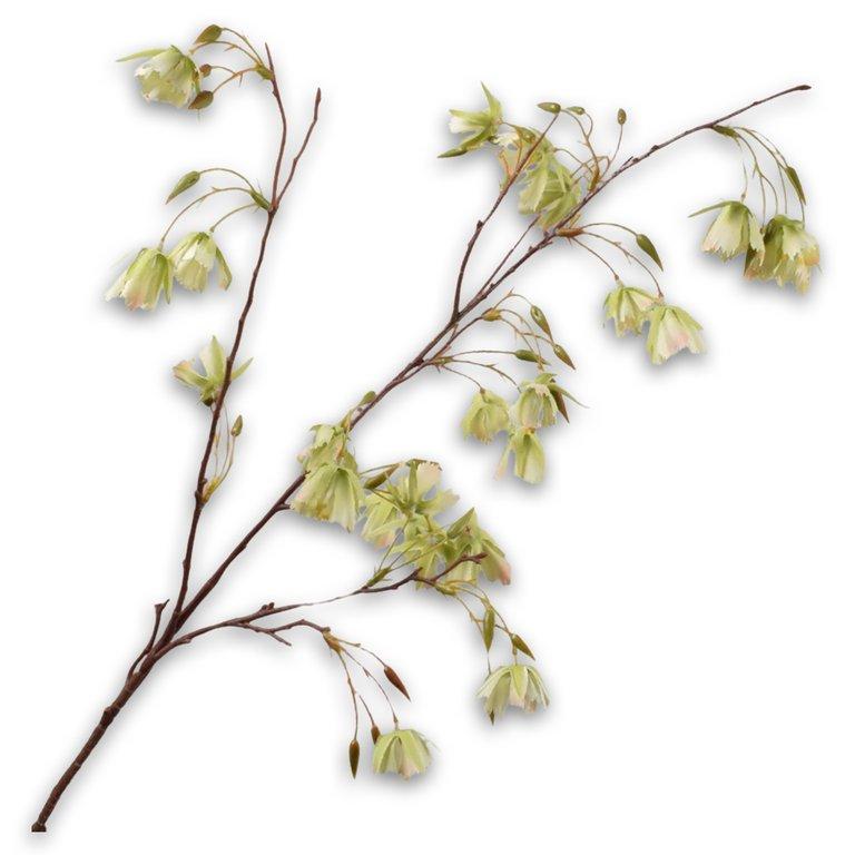 Elaeocarpus Spray Green